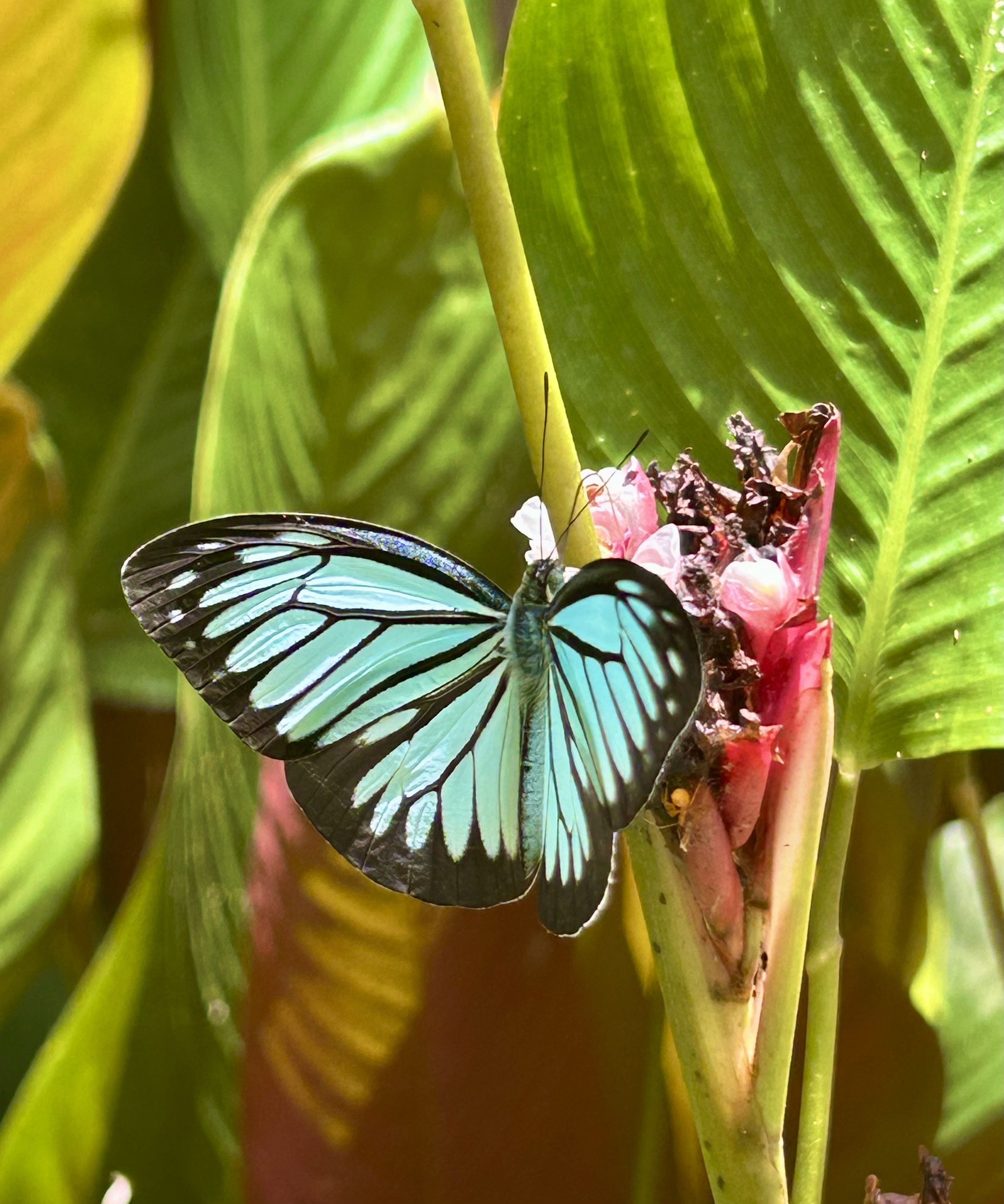Teal butterfly — transformation
